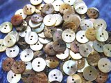 真珠の母貝 パールシェル アコヤ貝 15mm 100個