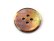 画像1: 茶蝶貝ボタン　　SH-2203 　素材から吟味した最高品質 (1)