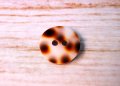 宝貝  貝ボタン  珍しいヒョウ柄の貝ボタン 2H  SH-2168
