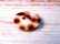 画像2: 宝貝  貝ボタン  珍しいヒョウ柄の貝ボタン 2H  SH-2168 (2)