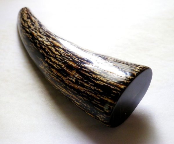 画像3: 本水牛角先　穴なし　BIGなBIGな約110mm (3)